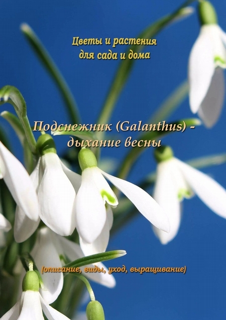 Подснежник (Galanthus) – дыхание весны