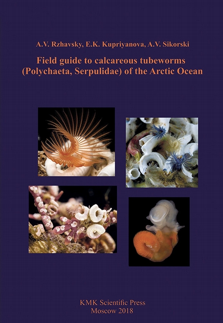 Field guide to calcareous tubeworms (Polychaeta, Serpulidae) of the Arctic Ocean