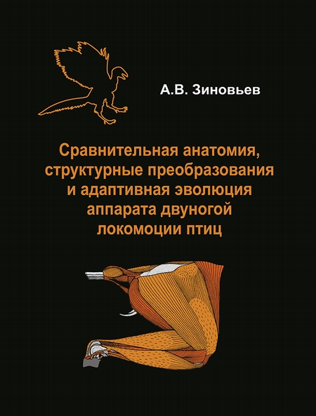 Сравнительная анатомия, структурные преобразования и адаптивная эволюция аппарата двуногой локомоции птиц