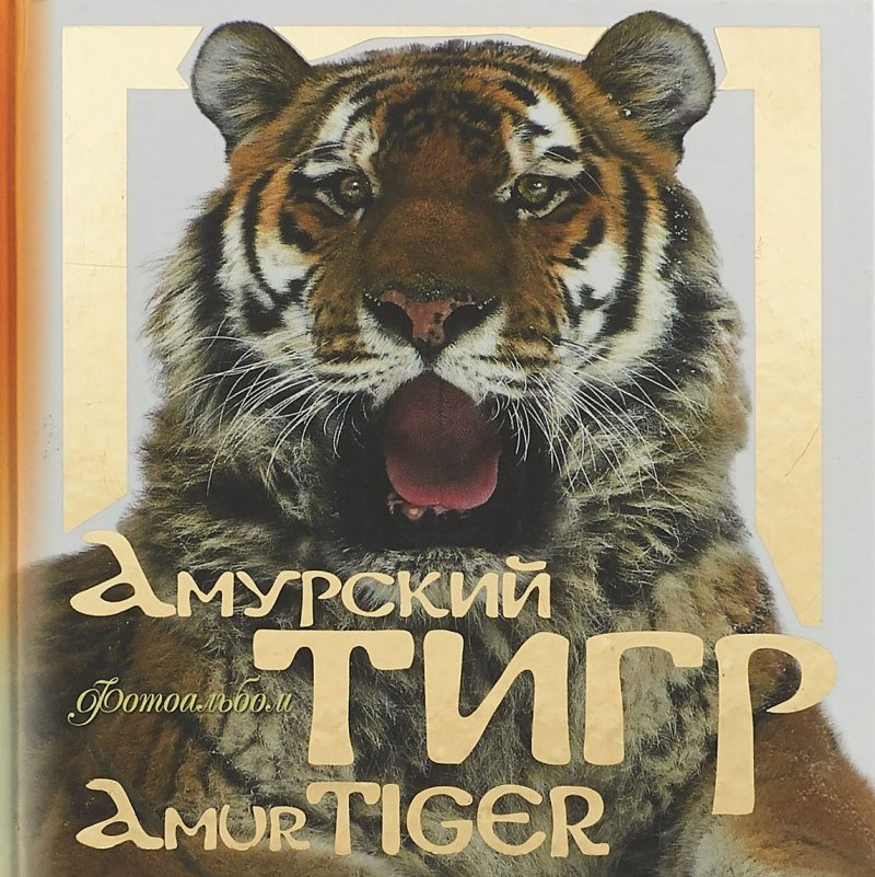 Амурский тигр: фотоальбом