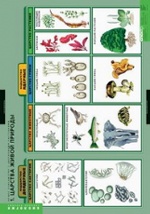 Компл. таблиц. Биология. Общее знакомство с цветковыми растениями. (6 табл.) + методика