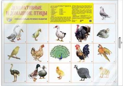 Демонстрационный плакат Декоративные и домашние птицы /А2 (в индивид. упаковке)