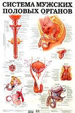 Система мужских половых органов. Предстательная железа. Плакат