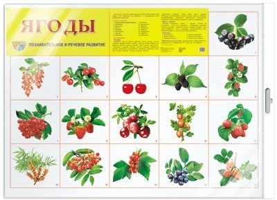 Демонстрационный плакат Ягоды/А2 (индивид. упаковка)
