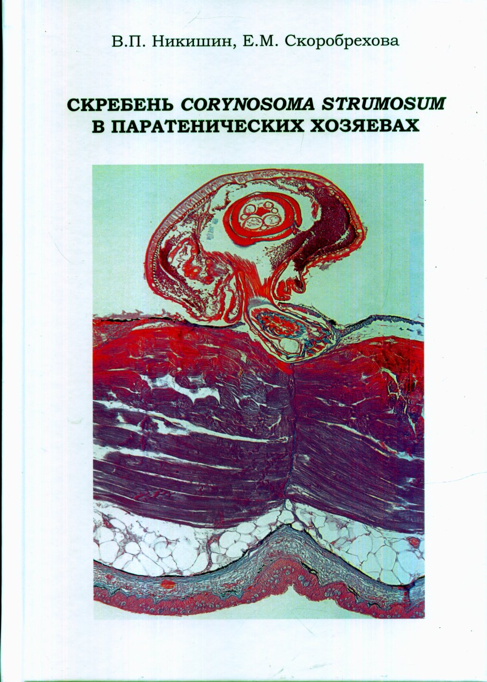Скребень Corynosoma strumosum в паратенических хозяевах