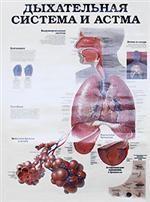 Дыхательная система и астма. Инсульт. Плакат