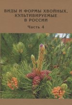 Виды и формы хвойных, культивируемые в России. Часть четвертая
