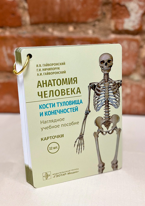 Анатомия человека. Кости туловища и конечностей. Карточки