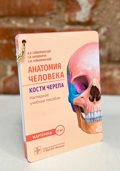 Анатомия человека. Кости черепа (карточки + кольцо для стяжки карточек)