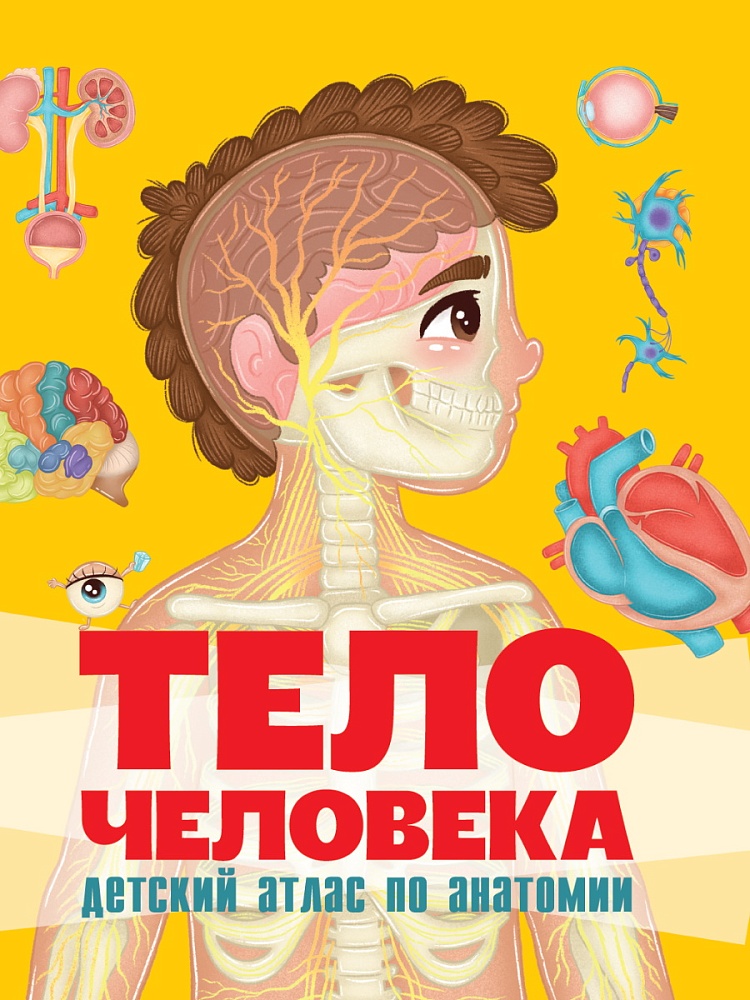 книги на картоне МАКСИ 235х310 7 разворотов. Тело человека. Детский атлас по анатомии