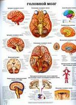 Общее анатомическое строение головного мозга. Головной мозг