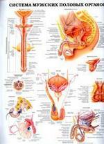 Система женских половых органов. Система мужских половых органов