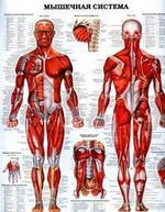 Система костей и их соединений. Мышечная система