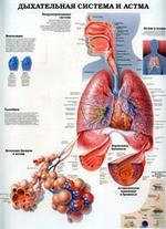 Аллергия. Дыхательная система и астма. Наглядное пособие