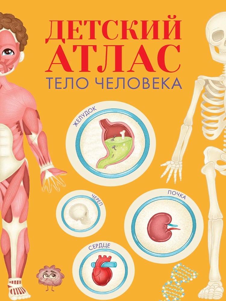 ДЕТСКИЙ АТЛАС "ТЕЛО ЧЕЛОВЕКА" мат.ламин, выб.лак, тиснение, мелов.бум. 236х336