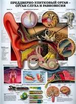 Анатомическое строение внутреннего уха. Преддверно-улитковый орган - орган слуха
