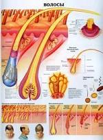 Волосы. Кожа