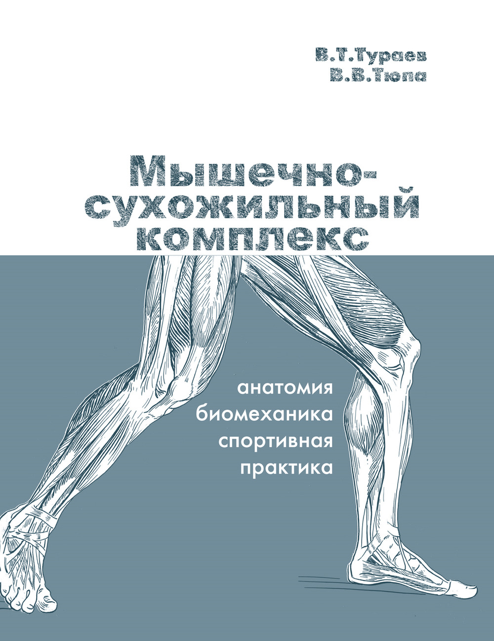 Мышечно-сухожильный комплекс: анатомия, биомеханика, спортивная практика
