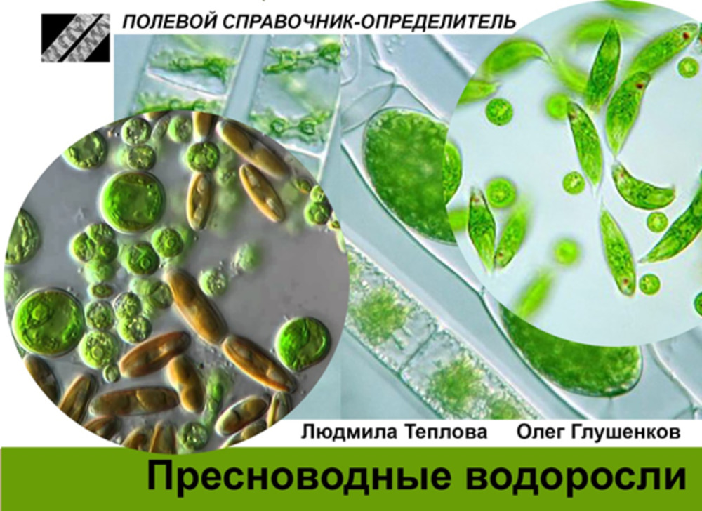 Пресноводные водоросли. Карманный определитель