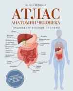 Атлас анатомии человека. Пищеварительная система