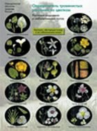 Определитель травянистых растений по цветкам, 6-11 класс. Растания водоемов и заболоченных лугов