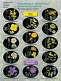 Определитель травянистых растений по цветкам, 6-11 класс. Растения лугов и полей