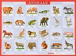 Animals. Наглядное пособие  для школы