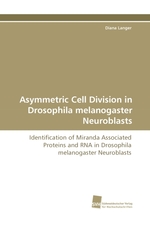 Asymmetric Cell Division in Drosophila melanogaster Neuroblasts. Identification of Miranda Associated Proteins and RNA in Drosophila melanogaster Neuroblasts