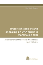 Impact of single strand annealing on DNA repair in mammalian cells. A component of the double strand break repair network