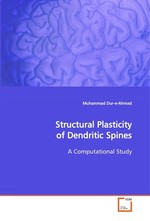 Structural Plasticity of Dendritic Spines. A Computational Study