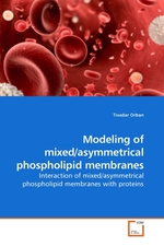 Modeling of mixed/asymmetrical phospholipid membranes. Interaction of mixed/asymmetrical phospholipid membranes with proteins