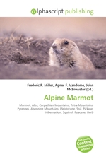 Alpine Marmot