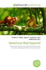 American Red Squirrel