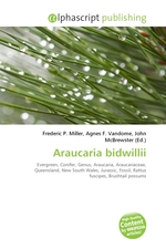 Araucaria bidwillii