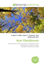 Acer Floridanum