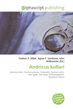 Andricus kollari