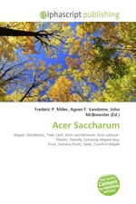 Acer Saccharum