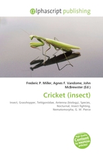 Cricket (insect)