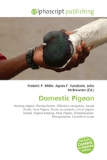 Domestic Pigeon