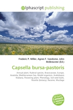 Capsella bursa-pastoris