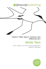 Arctic Tern