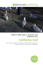 California Gull