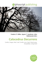 Calocedrus Decurrens