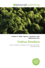 Cedrus Deodara