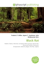 Black Rat