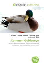 Common Goldeneye