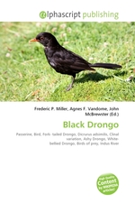 Black Drongo