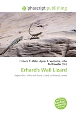 Erhards Wall Lizard