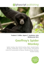 Geoffroys Spider Monkey