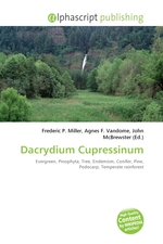 Dacrydium Cupressinum